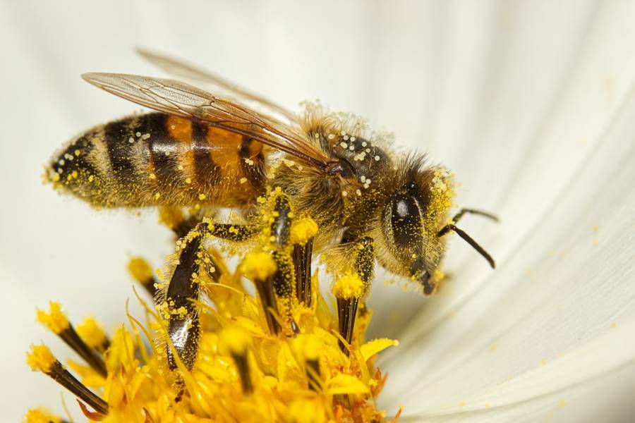 Conoce este lugar en la CDMX donde podrás vivir una gran experiencia con las abejas 