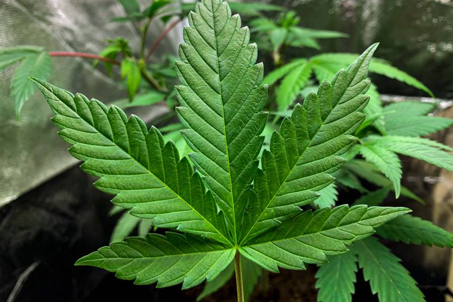 Estados Unidos ya no ve amenaza en la marihuana y pide su reclasificación