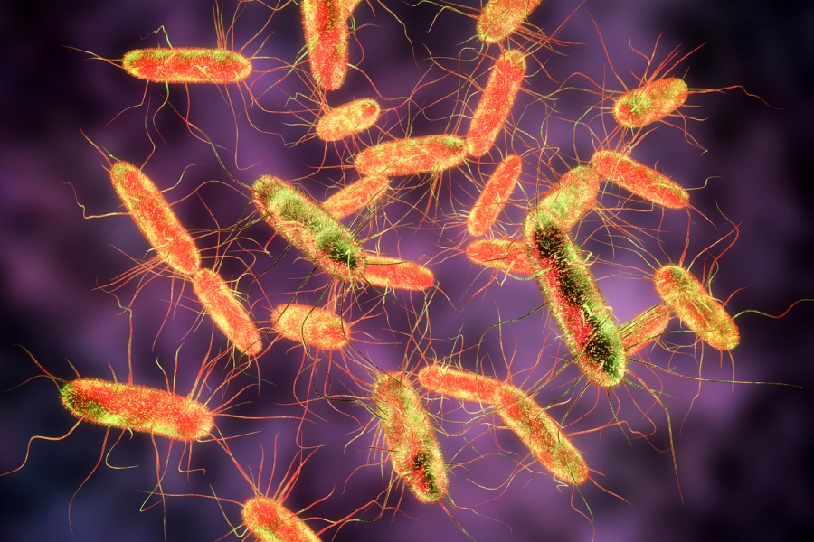 Identifican salmonela resistente a antibióticos en Norteamérica