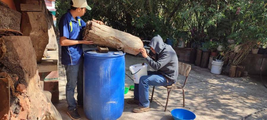 Estado de México recupera la meliponicultura en municipios del sur de la entidad