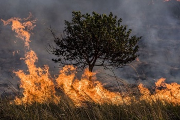 Esa devastación que no cesa, los incendios forestales