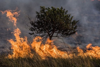 Esa devastaci&oacute;n que no cesa, los incendios forestales