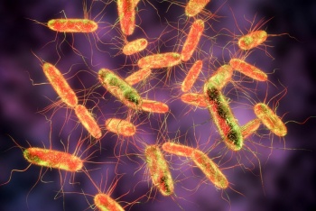 Identifican salmonela resistente a antibi&oacute;ticos en Norteam&eacute;rica