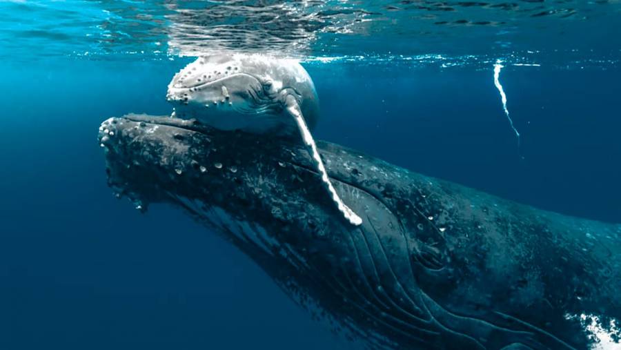 Petro llama a los colombianos a hacer la paz con la naturaleza