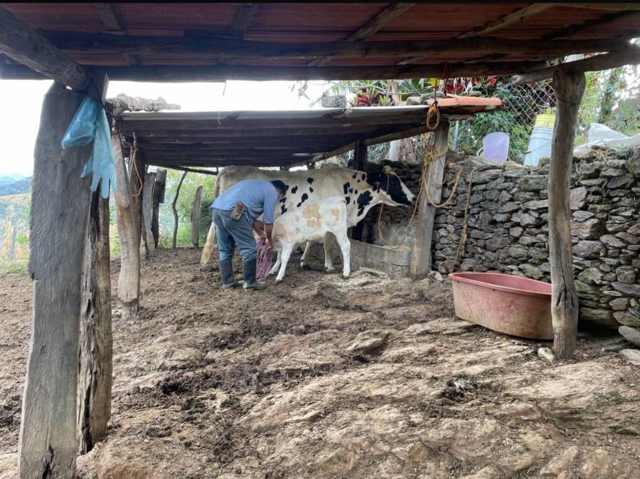 Por ola de calor, Secretaría del Campo emite recomendaciones a los productores pecuarios