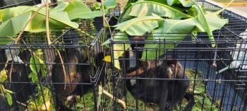 Reubican monos Saraguato en Tabasco afectados por la ola de calor