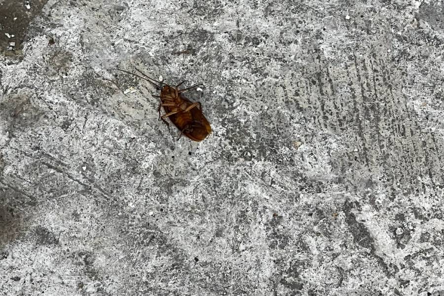 Calor favorece aparición de plagas de cucarachas en México, afirman especialistas