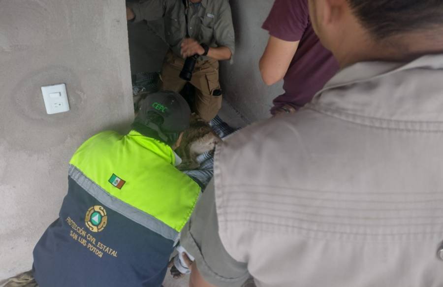 Estado coordina rescate y liberación de puma en su hábitat natural