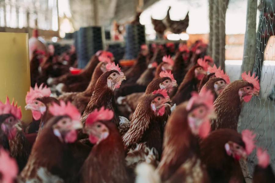 Gripe aviar A-H5N2 provoca la muerte de un mexicano: qué es y cuáles son sus síntomas
