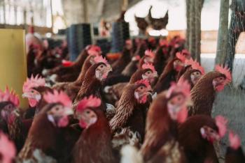 Gripe aviar A-H5N2 provoca la muerte de un mexicano: qu&eacute; es y cu&aacute;les son sus s&iacute;ntomas