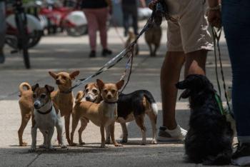 Crea Sedema padr&oacute;n de paseadores de perros en la Ciudad de M&eacute;xico