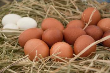 El consumo de carne de pollo y huevo es seguro: Agricultura