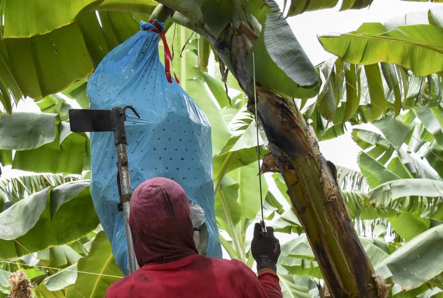 Chiquita Brands apelará tras ser señalada responsable de financiar paramilitares en Colombia