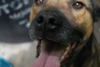 Estados Unidos anunci&oacute; cambios a partir de agosto para ingresar al pa&iacute;s con perros