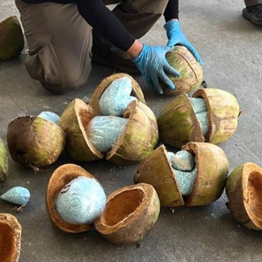 Polic&iacute;a descubre coca&iacute;na en cocos destinados a Espa&ntilde;a: cocoinos