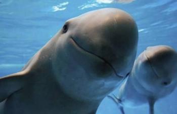 La poblaci&oacute;n de vaquita marina se mantiene estable respecto a los &uacute;ltimos a&ntilde;os