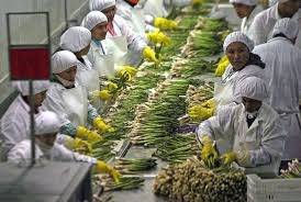 Agroexportaciones llegaron a 947 millones de dólares en abril de 2024