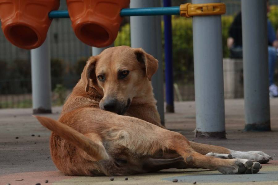 Pristina lanza iniciativa para adopci&oacute;n de perros callejeros con incentivos econ&oacute;micos
