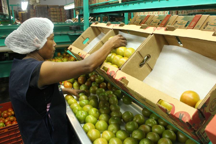 Levanta EEUU restricciones a importación del tomate mexicano por virus rugoso