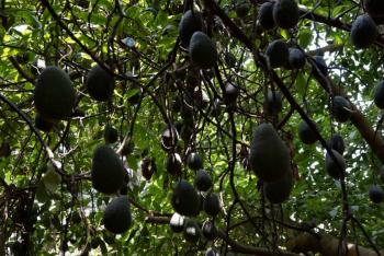EE.UU. suspende exportaciones mexicanas de aguacate por agresiones a inspectores