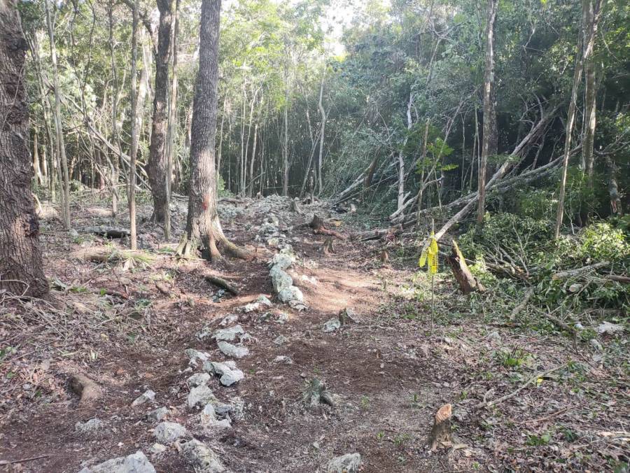 Gobierno Federal expropia 61 hectáreas en Veracruz, Campeche y Chiapas para uso del Tren Maya