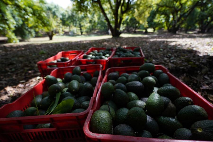 Freno al aguacate michoacano no afecta a otros estados: Ken Salazar