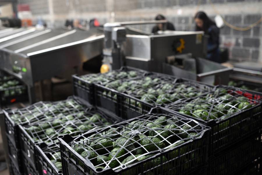 EEUU suspende inspecciones de aguacate y mango en Michoac&aacute;n por inseguridad