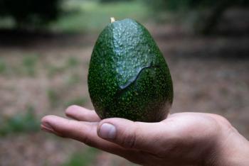 EEUU suspende inspecciones de aguacate y mango en un estado mexicano por inseguridad