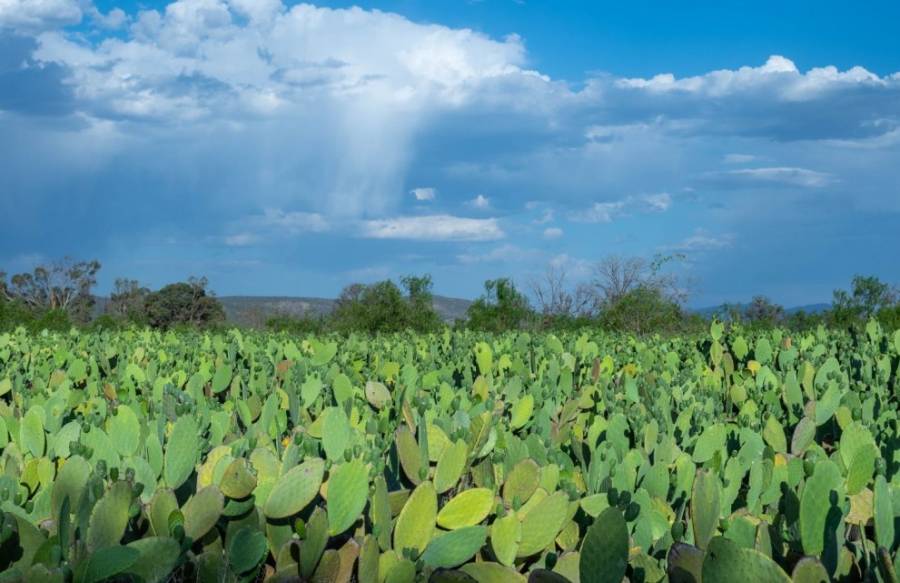 Gobierno Estatal impulsa acciones contra la desertificación
