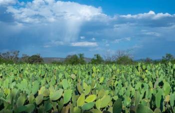 Gobierno Estatal impulsa acciones contra la desertificaci&oacute;n