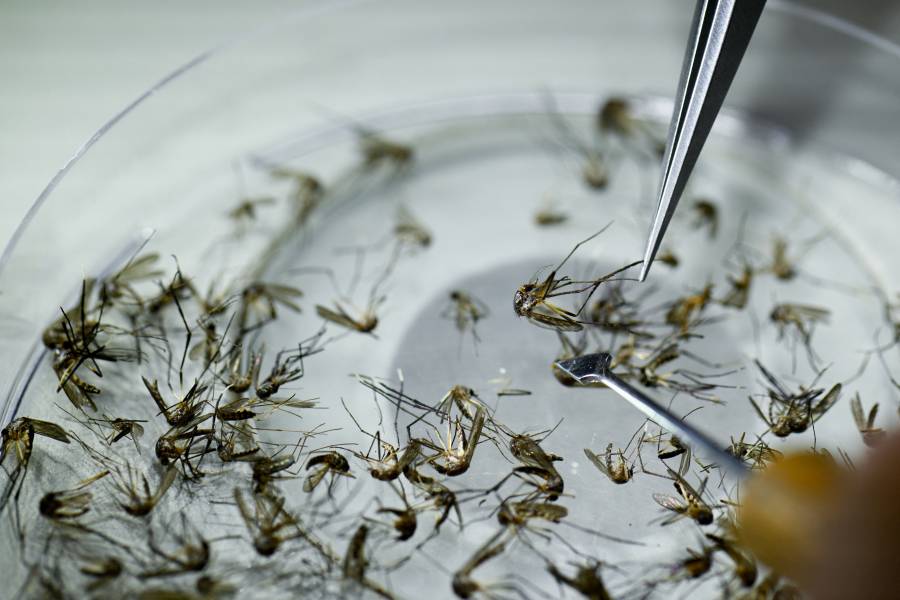 Casos de dengue en México incrementan en los primeros seis meses de 2024