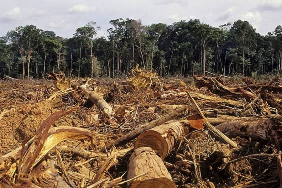 Ley antideforestaci&oacute;n apoyada por DiCaprio naufraga en el Senado colombiano