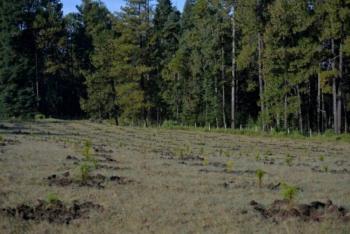 Impulsa GEM agenda ambiental para la restauraci&oacute;n de los ecosistemas