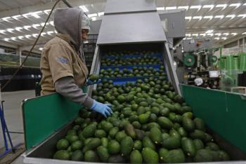 Michoac&aacute;n reinicia la certificaci&oacute;n de aguacate y mango para la exportaci&oacute;n a EEUU