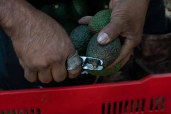 Estados Unidos levanta veto comercial al aguacate y mango Michoac&aacute;nos
