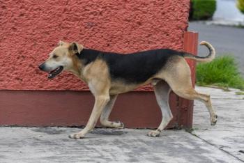 Edomex impulsa reforma integral para el bienestar animal