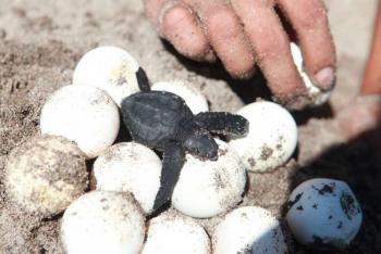 Tormenta “Alberto” destruy&oacute; m&aacute;s de 35 mil huevos de tortuga Lora