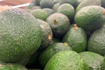 Aguacate es controversial para el medio ambiente y M&eacute;xico es lider global