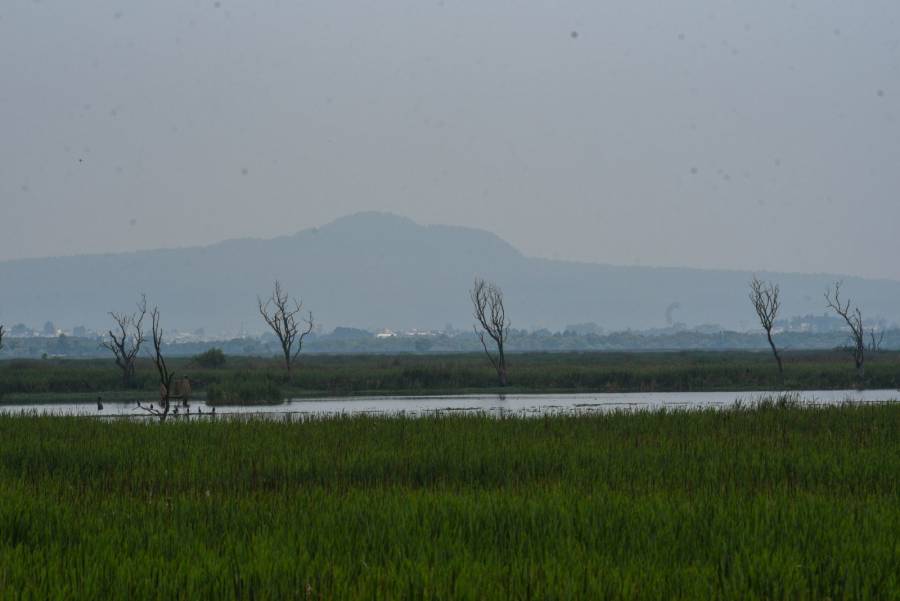 Sequ&iacute;a en el Estado de M&eacute;xico anticipa p&eacute;rdidas en el sector agr&iacute;cola