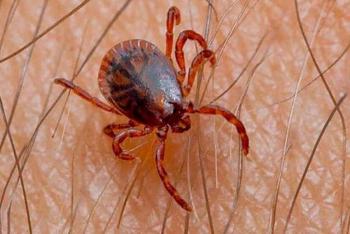 Cuidado de mascotas evita enfermedades zoon&oacute;ticas como las rickettsiosis