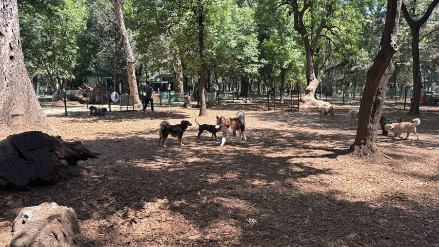 Cierran parque canino dentro del Bosque de Chapultepec; conoce la raz&oacute;n