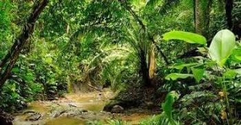 Dari&eacute;n Norte Chocoano, reconocido como Reserva de Bi&oacute;sfera por la Unesco