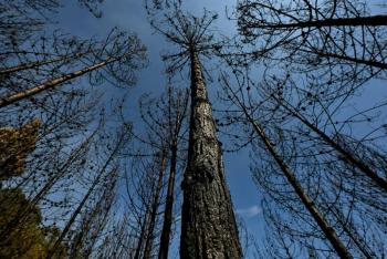 Colombia perdi&oacute; 79.000 hect&aacute;reas de bosque en 2023, la cifra m&aacute;s baja en 23 a&ntilde;os