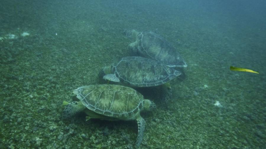 Denuncian construcci&oacute;n ilegal en zona de anidaci&oacute;n de Tortugas en Tulum