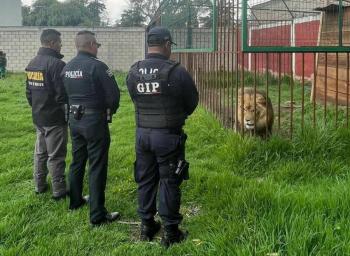 Autoridades rescatan a un le&oacute;n y cinco mapaches en cateo realizado en el Edomex