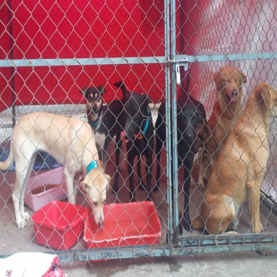 A paso firme, América Latina responde a desafíos legales para la protección animal