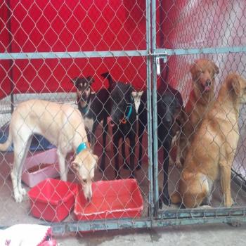 A paso firme, Am&eacute;rica Latina responde a desaf&iacute;os legales para la protecci&oacute;n animal