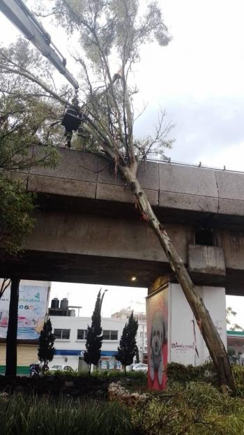 Tras dos horas de interrupci&oacute;n, restablece operaci&oacute;n en la l&iacute;nea 4 del metro por &Aacute;rbol Ca&iacute;do