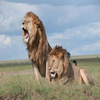 Hallan leones en pleno cateo