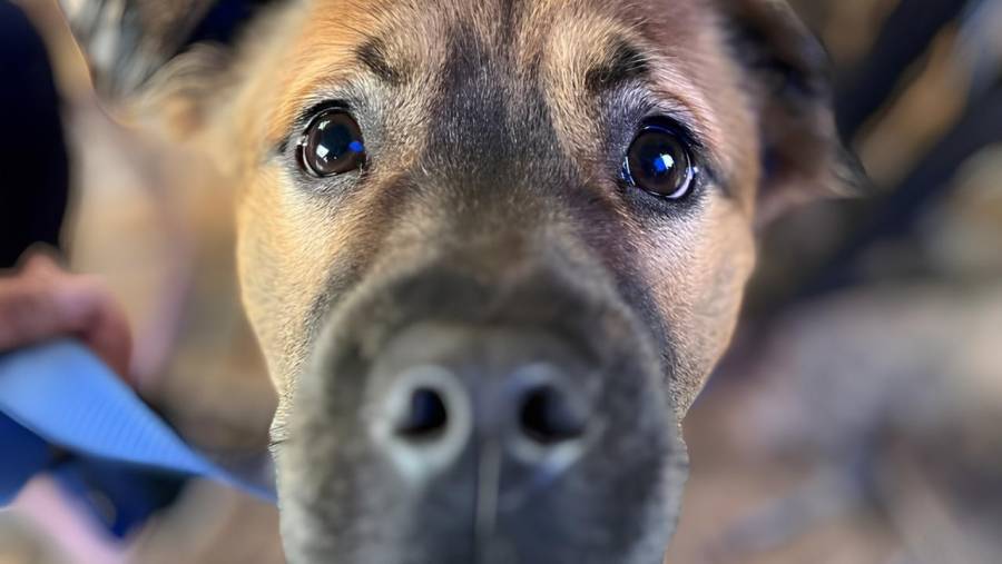 Celebraciones del Día Mundial del Perro contarán con vacunas antirrábicas y desparasitación gratuitas en la CDMX